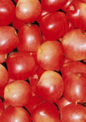 Decopatch-Blatt 491