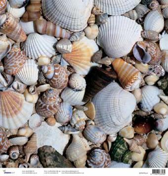 Scrapbooking sheet shell beach