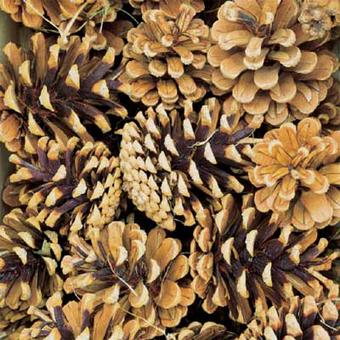 Pine cone scrapbook sheet