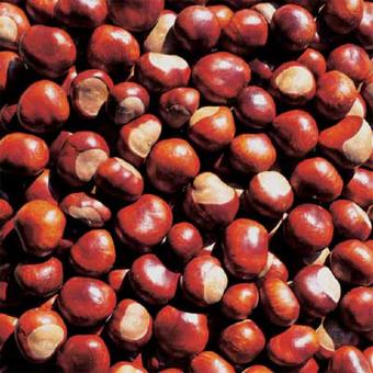 Scrapbooking sheet chestnuts