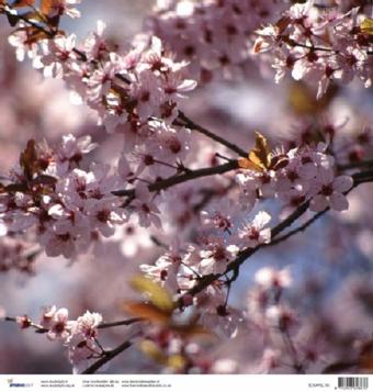 Scrapvel bloemen