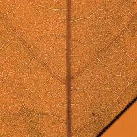 Scrapbook sheet orange