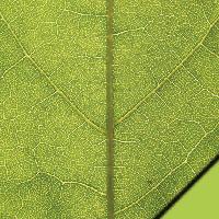 Scrapbook sheet green