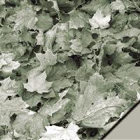 Scrapbooking sheet autumn leaf gray