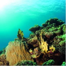 Scrapbook coral